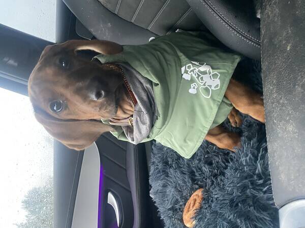 Hund - Rhodesian Ridgeback Avesso