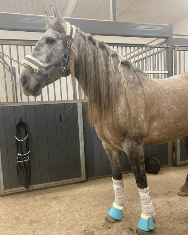 vrigt - PRE Spansk hst - Tepe 