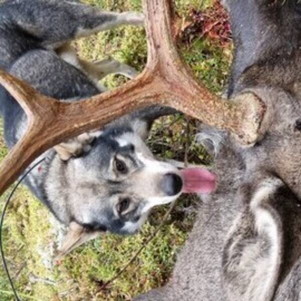 Hund