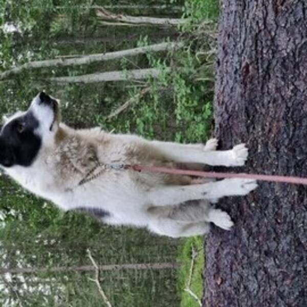 Hund
