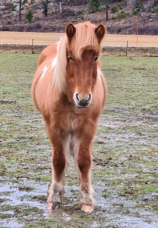 vrigt - Islandshsten Rskva