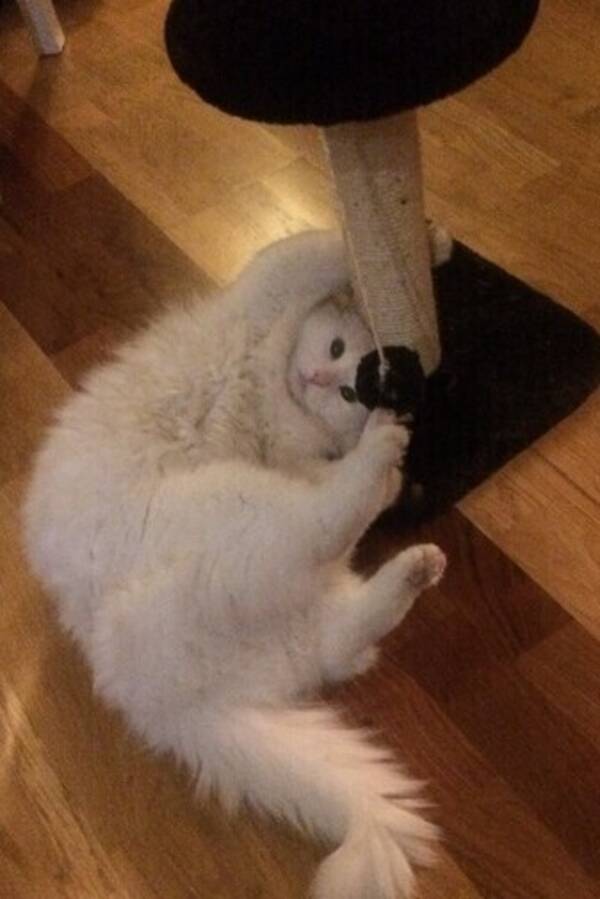 Katt - Qtips Pettersen