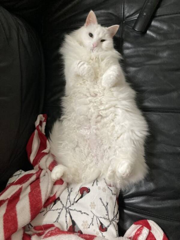 Katt - Qtips Pettersen