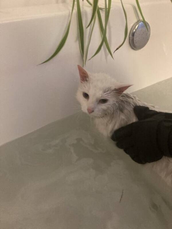 Katt - Qtips Pettersen
