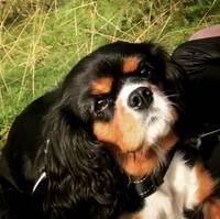 Cavalier Lady Cavalier Lady