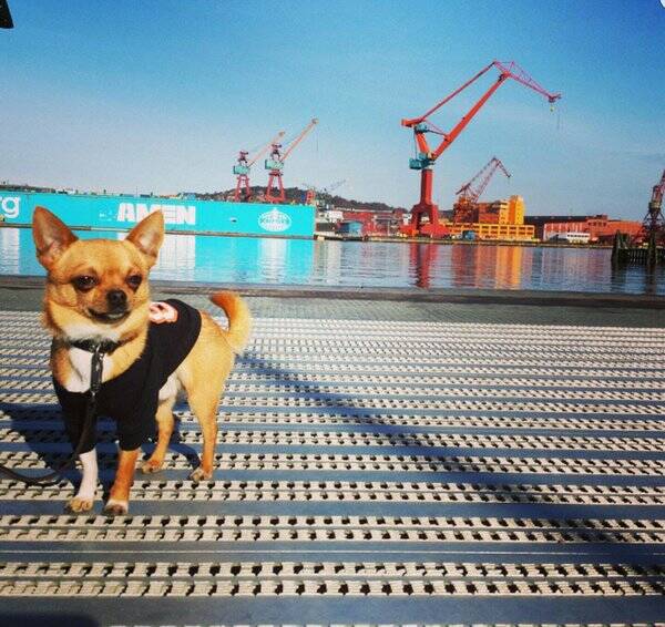 Hund