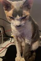 Devon Rex