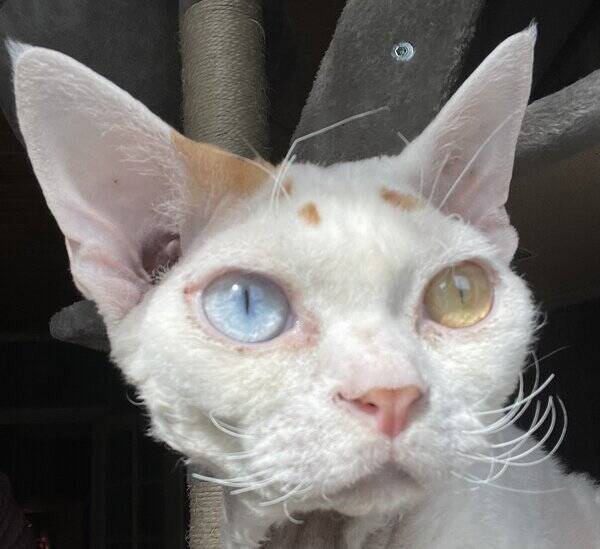 Katt - Devon Rex