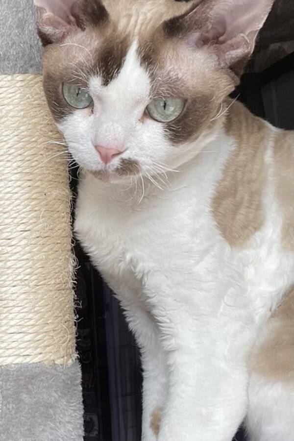 Katt - Devon Rex
