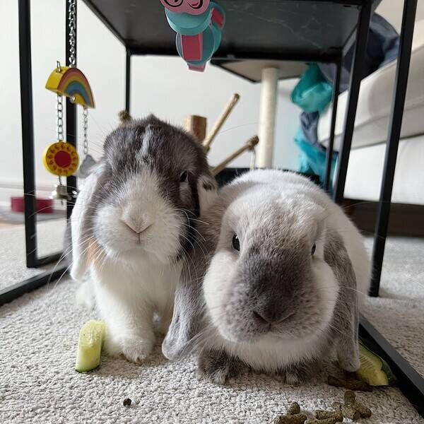 Övrigt - Chilli (vit) och Viola (brun)