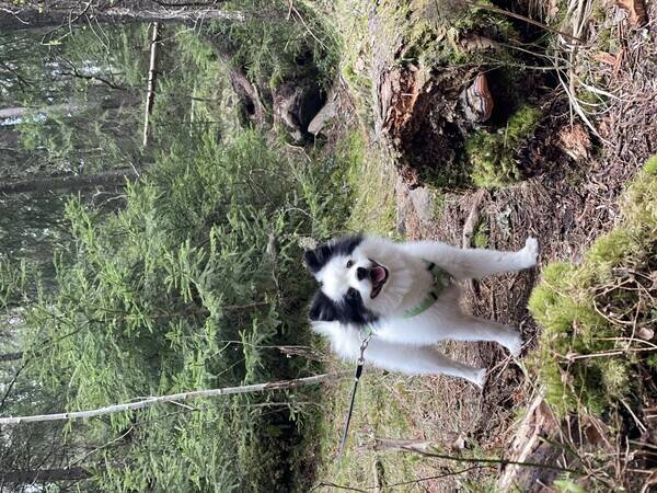 Hund - Pomeranian and German Spitz MIX Hund - Pomeranian and German Spitz MIX