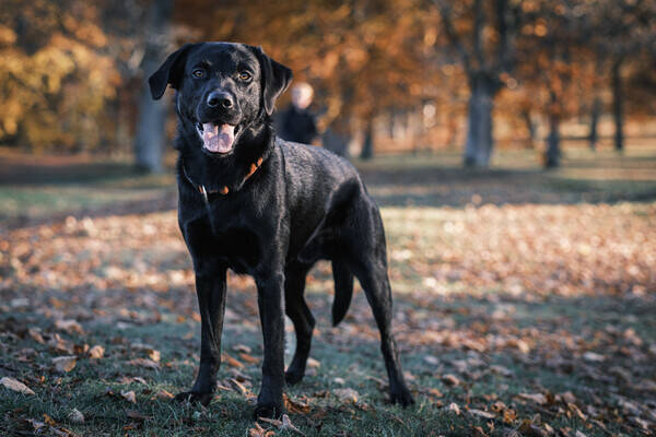 Hund