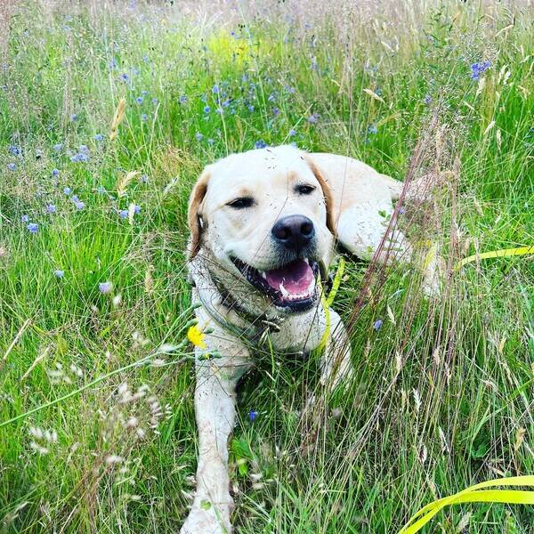 Hund - Labradoren Cooper