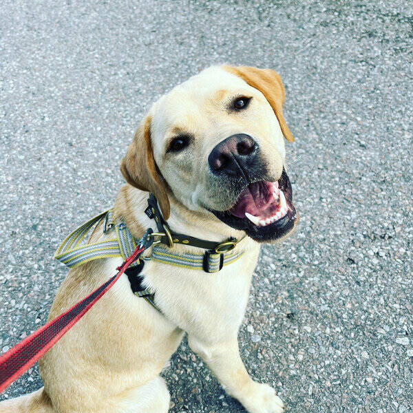 Hund - Labradoren Cooper