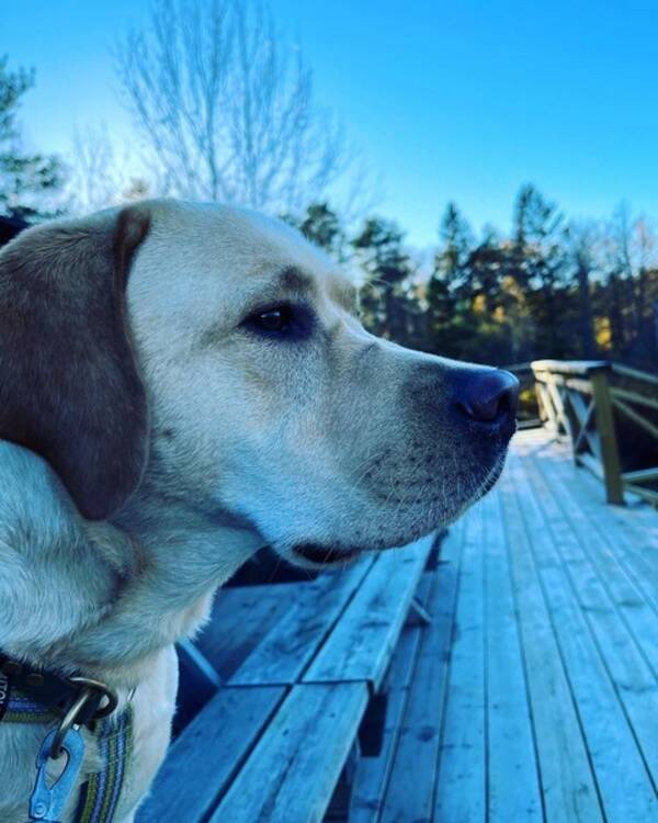 Hund - Labradoren Cooper