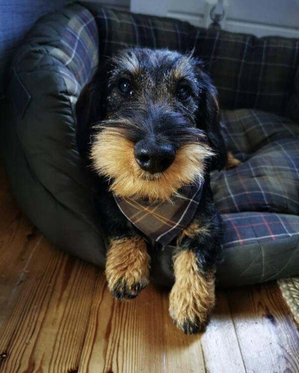 Hund - Strvhrige dvrgtaxen Sderman 5 r