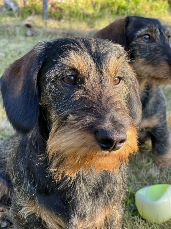 Hund - Strvhrige dvrgtaxen Sderman 5 r