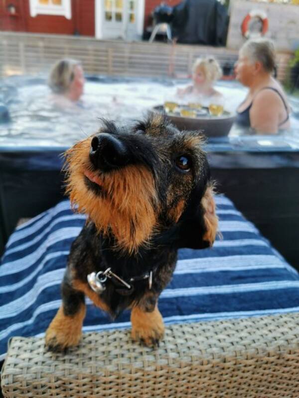 Hund - Strvhrige dvrgtaxen Sderman 5 r