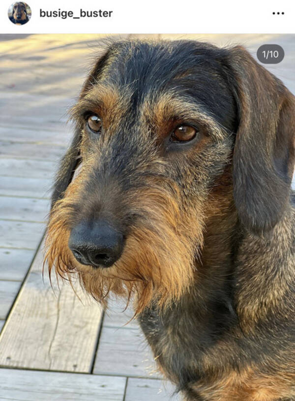 Hund - Strvhrige fullvuxens taxhanen Buster