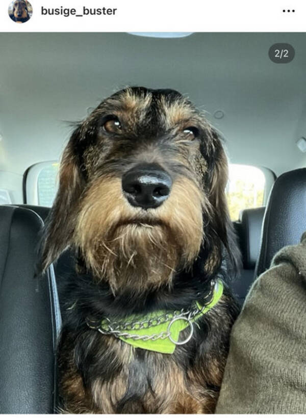 Hund - Strvhrige fullvuxens taxhanen Buster