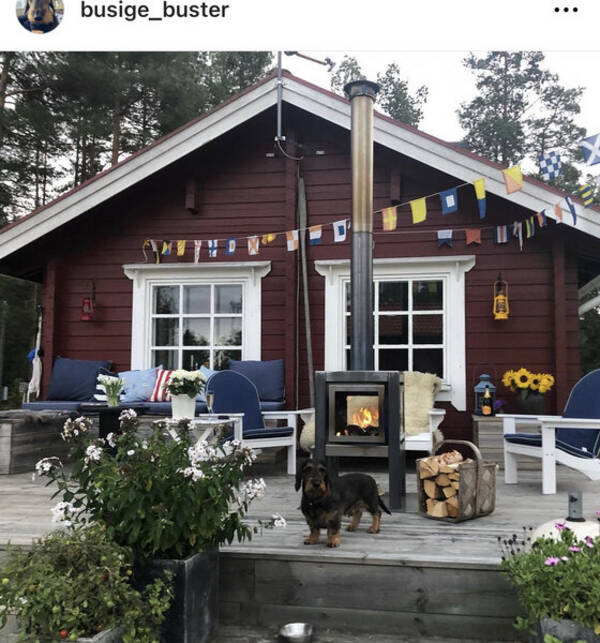 Hund - Strvhrige fullvuxens taxhanen Buster