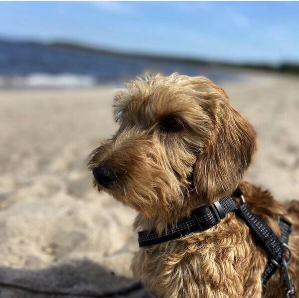 Hund - Strvhrig taxdam Garbo 5r