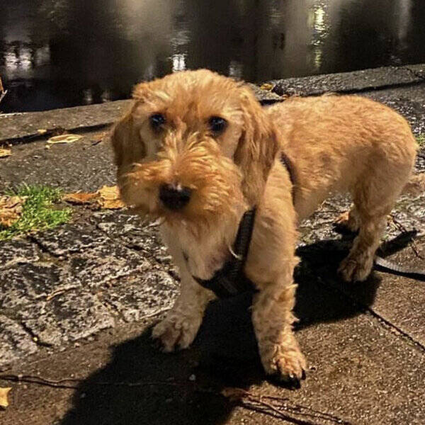 Hund - Strvhrig taxdam Garbo 5r