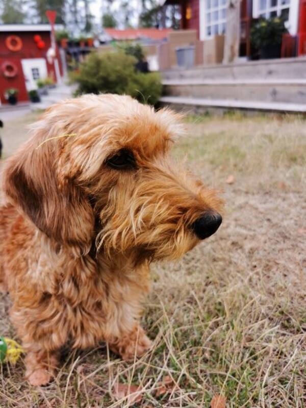 Hund - Strvhrig taxdam Garbo 5r