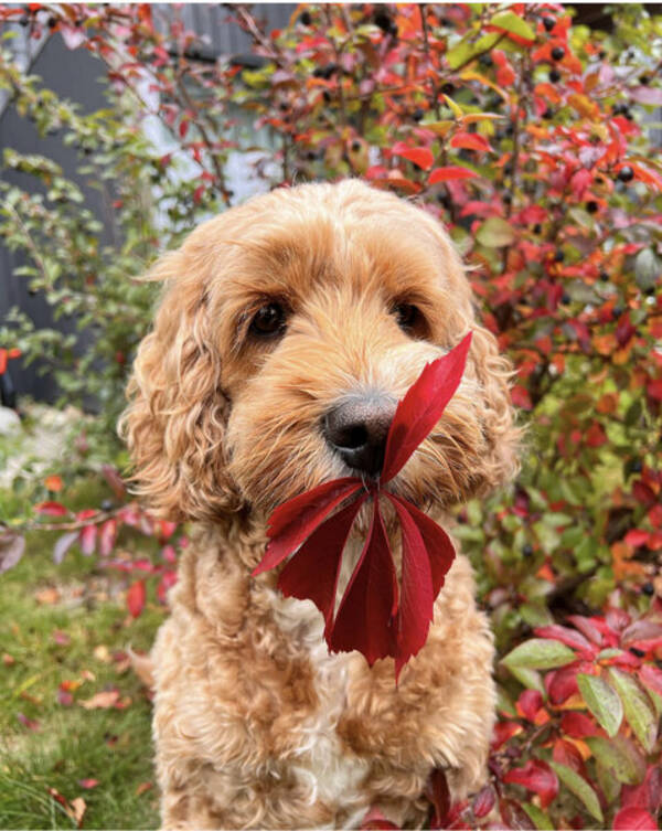 Hund - Cockapoo Multe