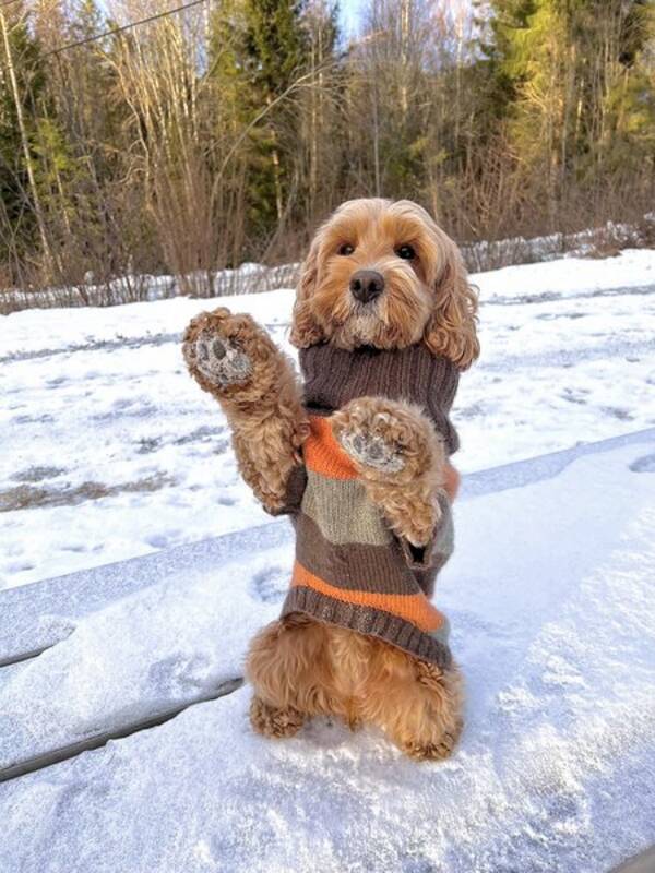 Hund - Cockapoo Multe