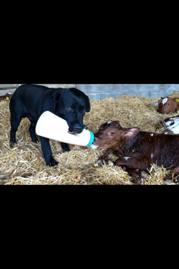 Hund - Labradoren Pomba