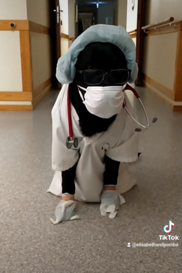 Hund - Labradoren Pomba