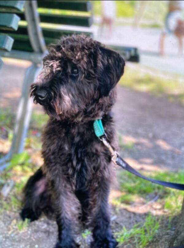 Hund - Schnudeln Kingston