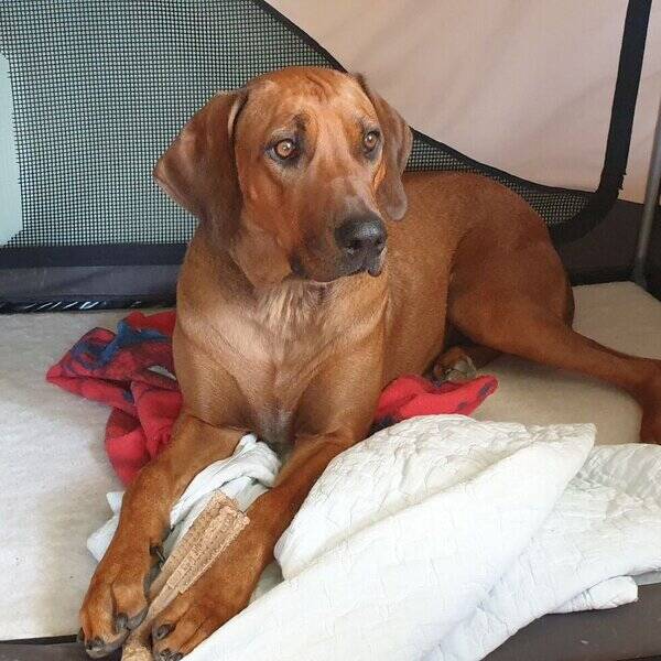 Hund - Rodeshian Ridgeback Sheba