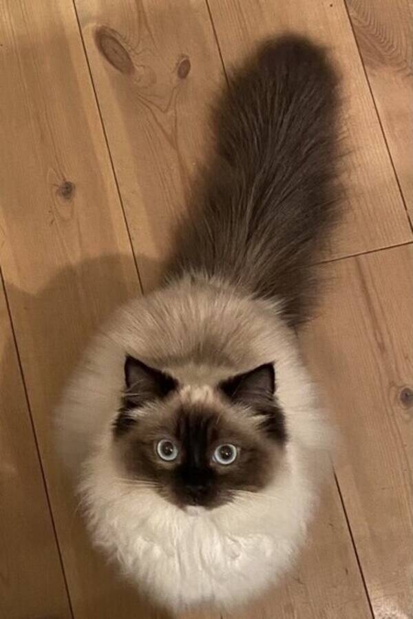 Katt - Ragdoll Sally