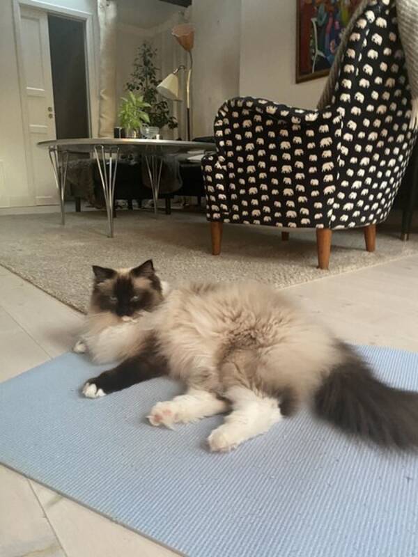 Katt - Ragdoll Sally