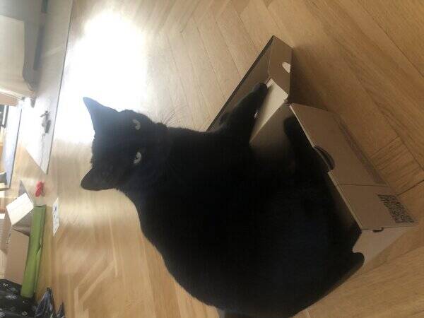 Katt