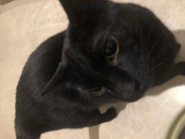 Katt
