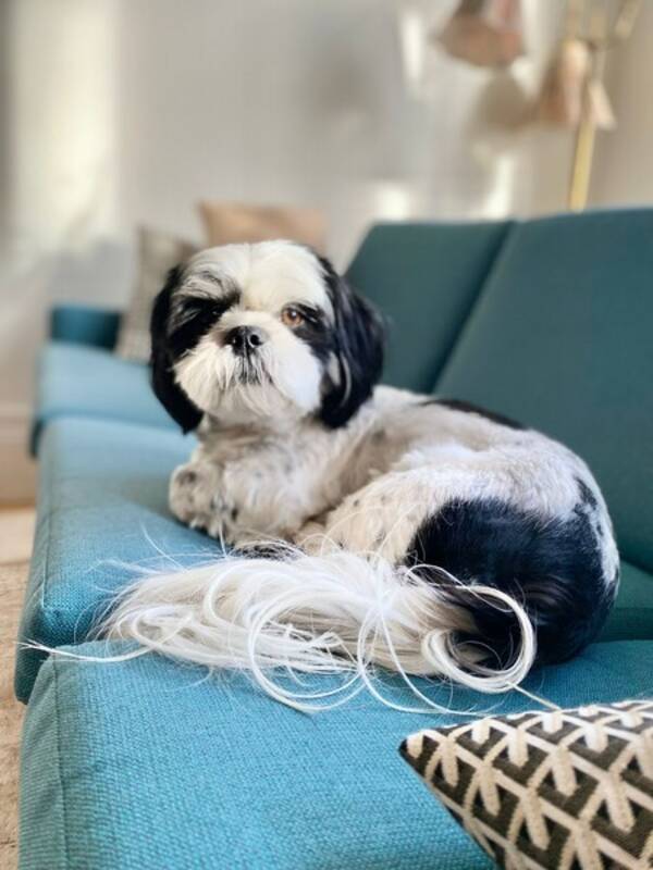 Hund - Stella
