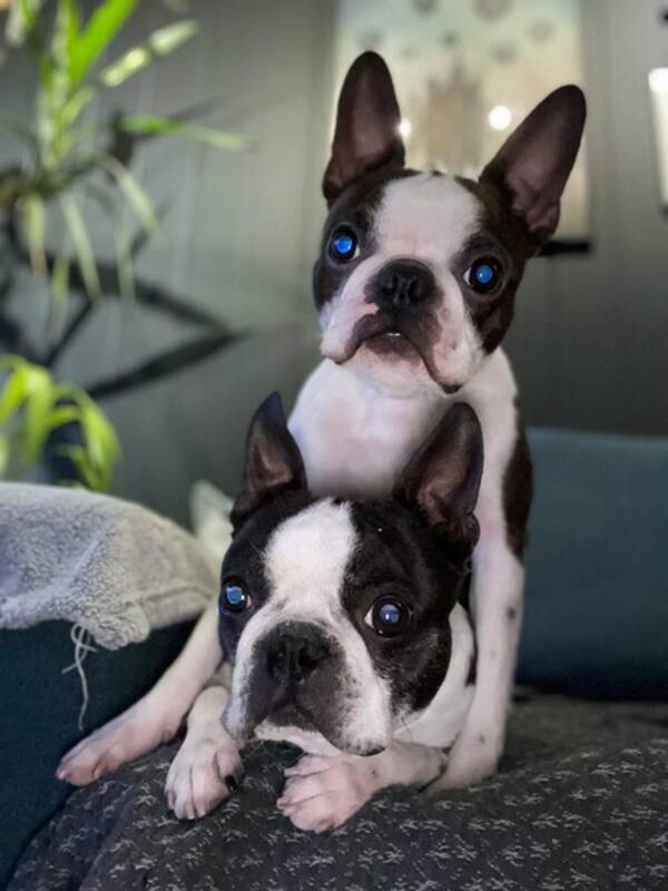 Hund - Boston Terrier