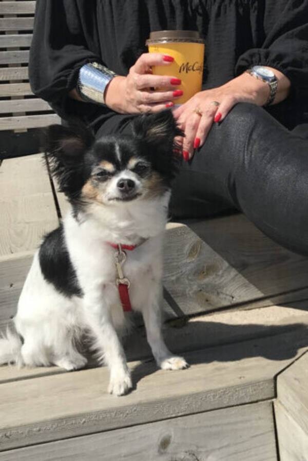 Hund - Sverigesmestberestachihuahua