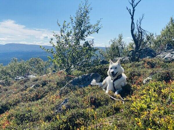 Hund - Jussi 8 år