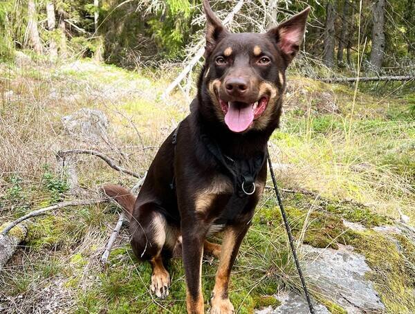 Hund - Australien kelpie vid namn Migo