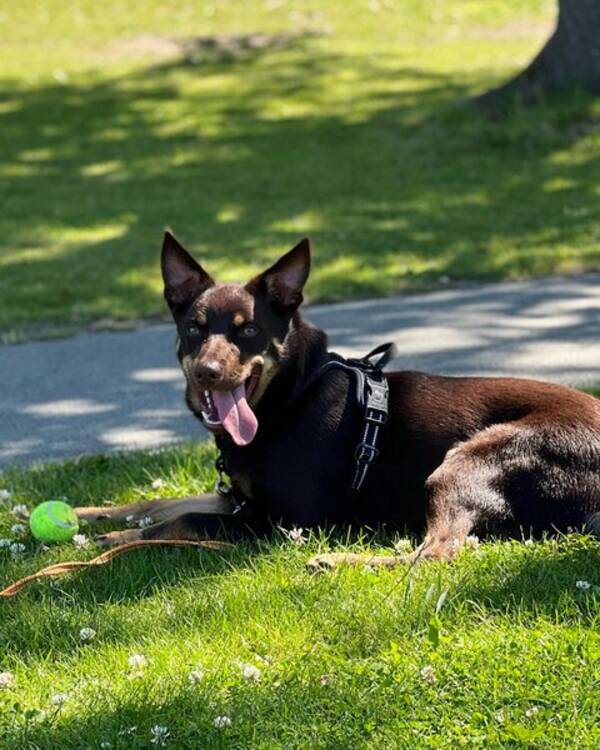 Hund - Australien kelpie vid namn Migo
