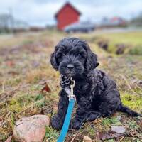 Cockerpoo Valle