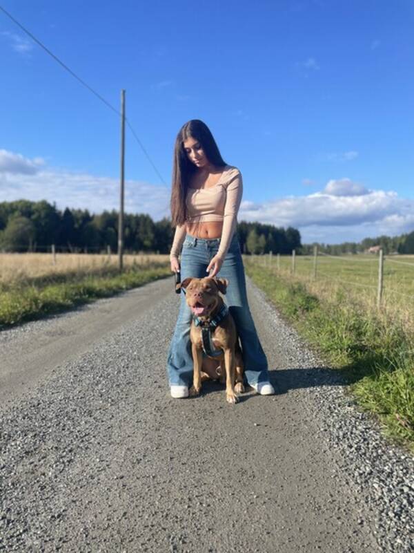 Hund - Montana min lilla Amstaff