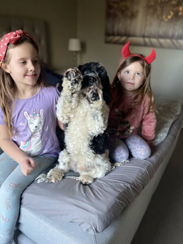 Hund - Albert 