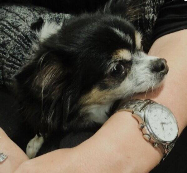 Hund - Sverigesmestberestachihuahua