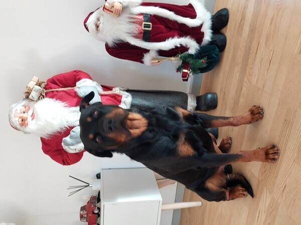 Hund Hund