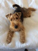 Welsh Terrier - Neska